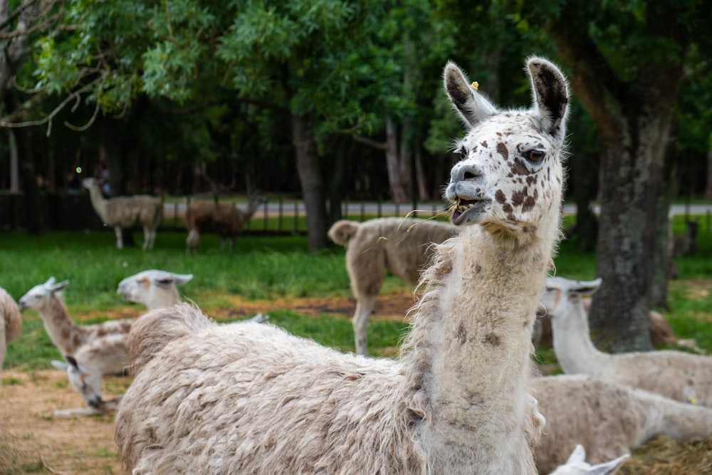 white and brown llama on green grass field during daytime