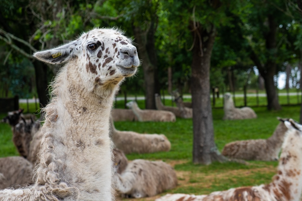 brown and white giraffe on green grass field during daytime