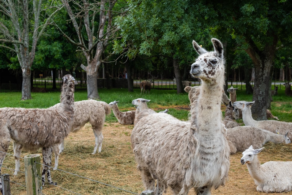 Gruppo di lama bianco sul campo di erba verde durante il giorno