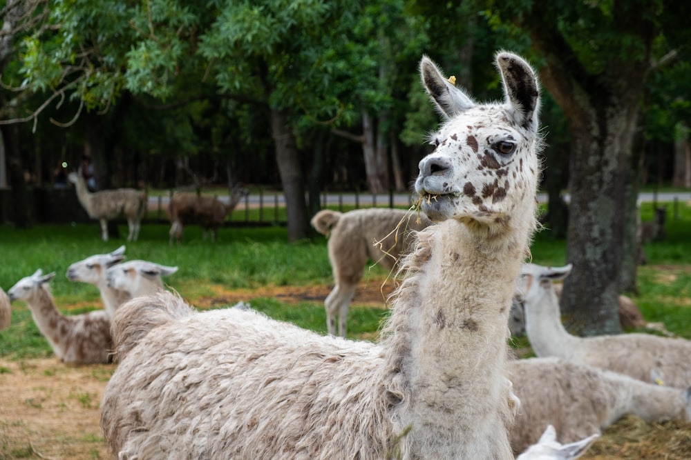 white and brown llama on green grass field during daytime