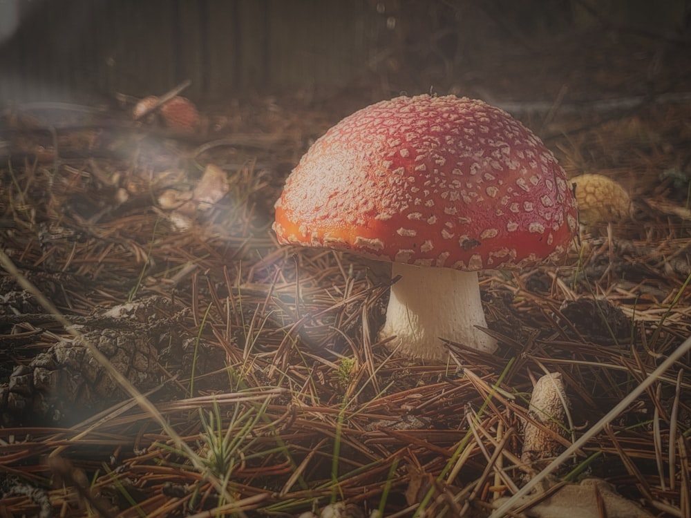 red and white mushroom on brown dried leaves