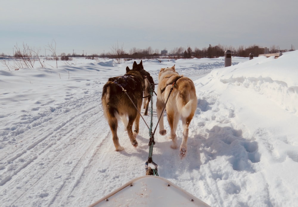 dogs on snow covered ground during daytime
