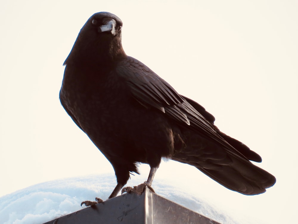 black crow on white concrete fence