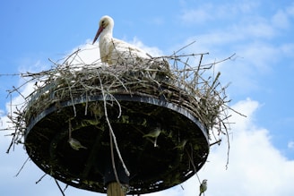 A stork building its nest atop a tall tree against a clear blue sky