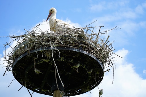 A stork building its nest atop a tall tree against a clear blue sky