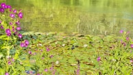 A peaceful pond with lily pads and dragonflies hovering above.