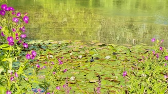 A peaceful pond with lily pads and dragonflies hovering above.