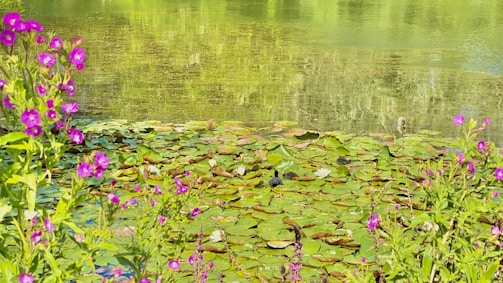 A peaceful pond covered with green lily pads, surrounded by vibrant purple flowers. Reflections of trees can be seen on the calm water surface.