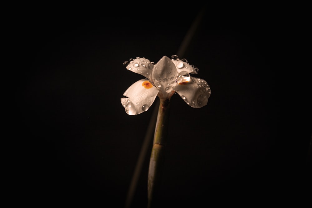 white and pink flower with black background