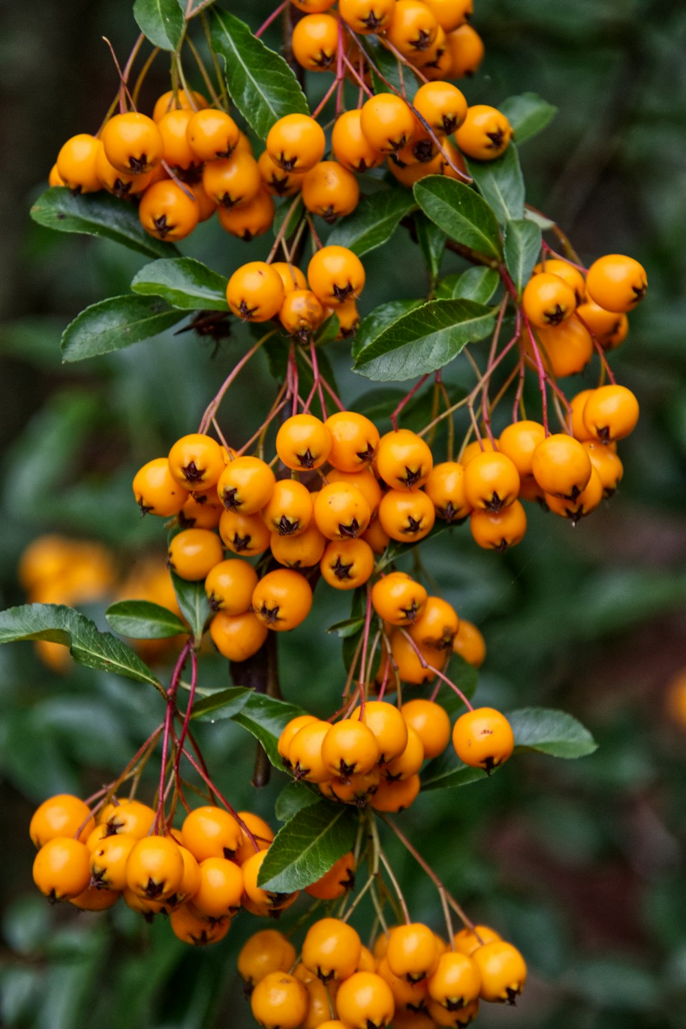 yellow round fruit on green tree during daytime