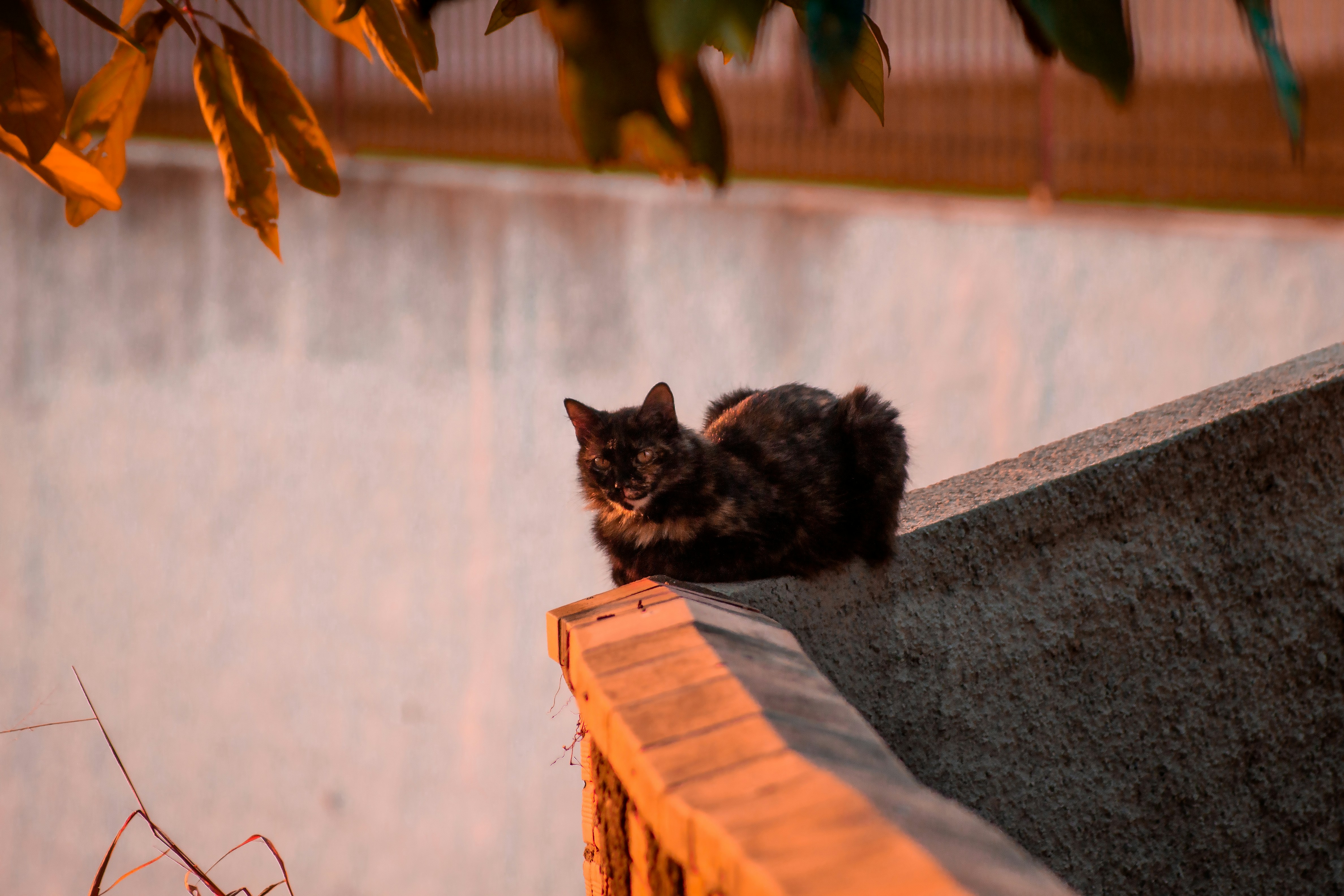 Photo by gabriel_merim