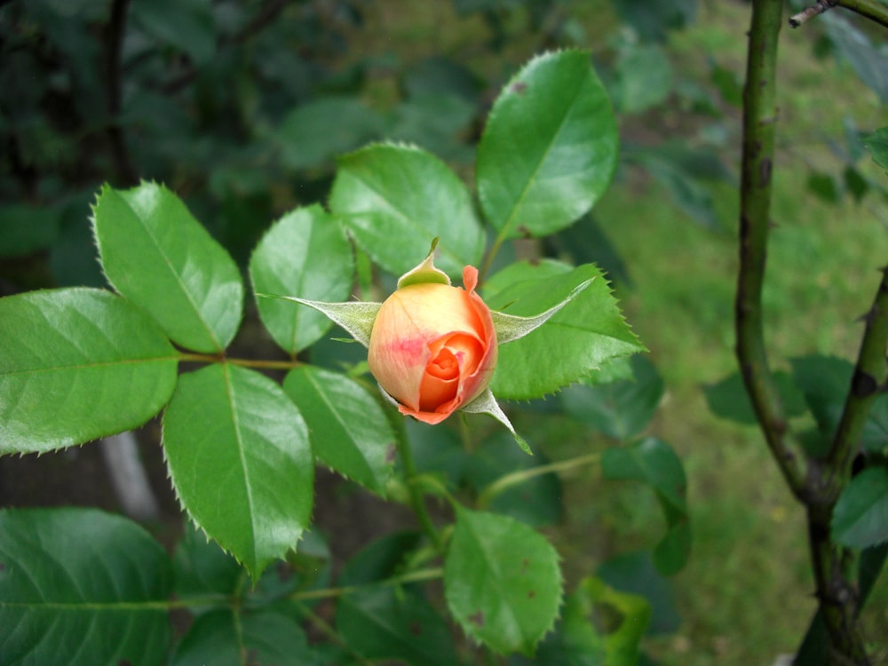 red rose in bloom during daytime