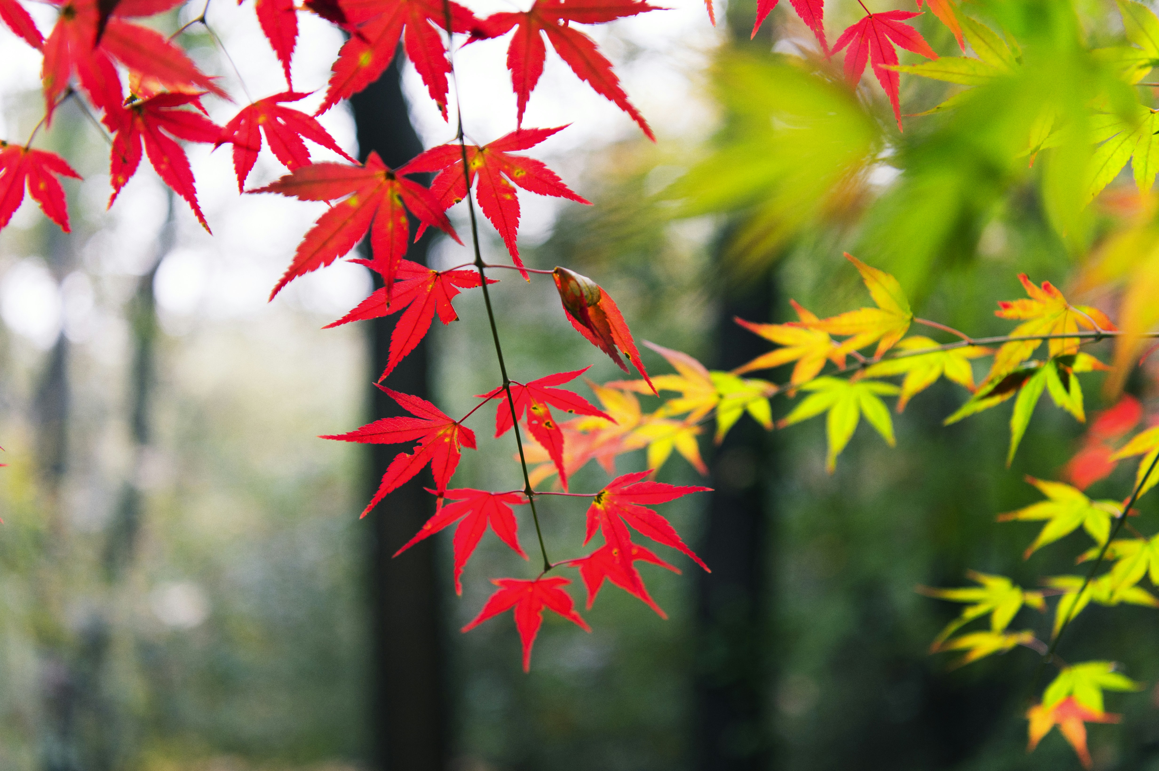 Photo by fan_world2020