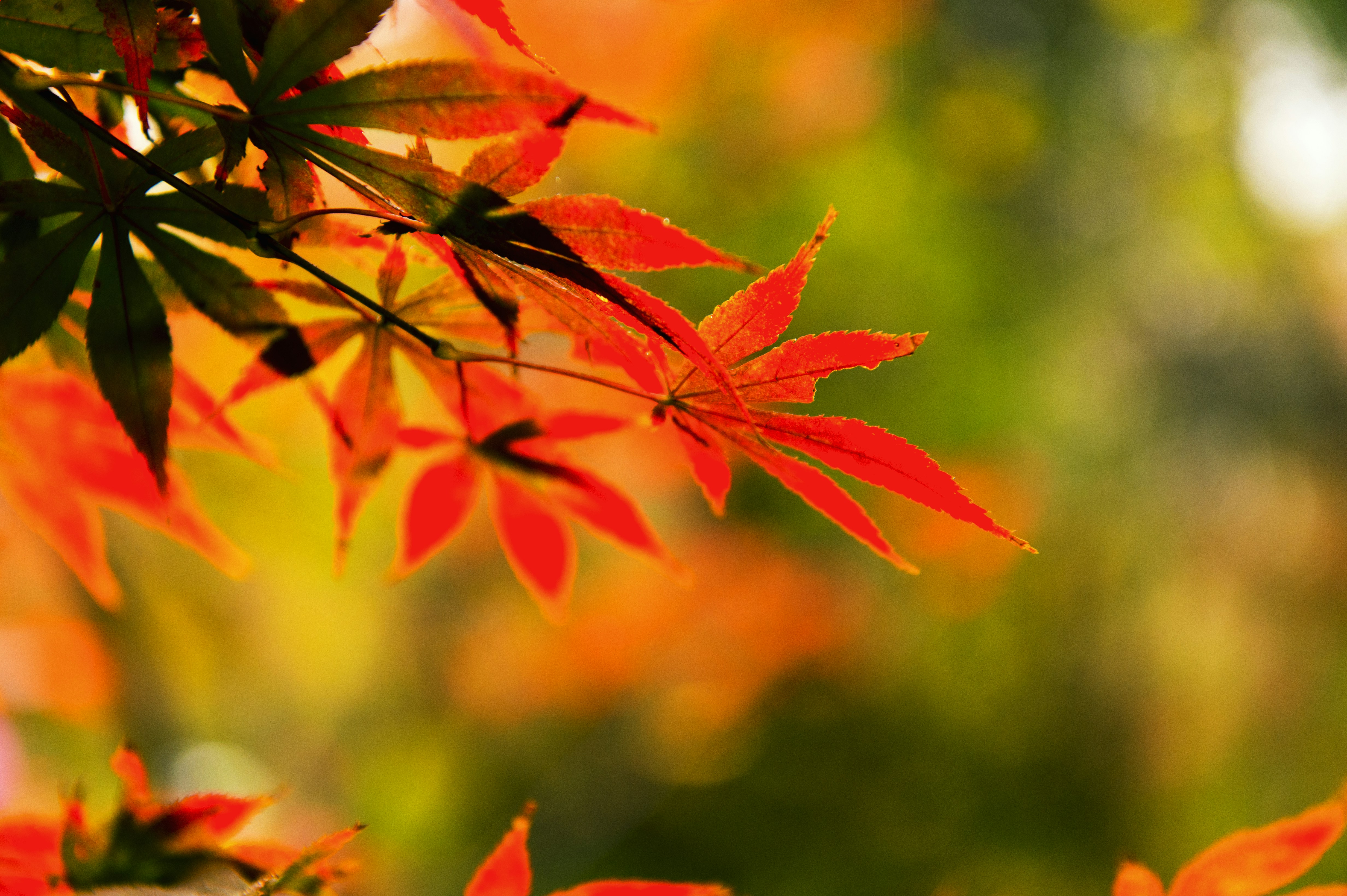 Photo by fan_world2020