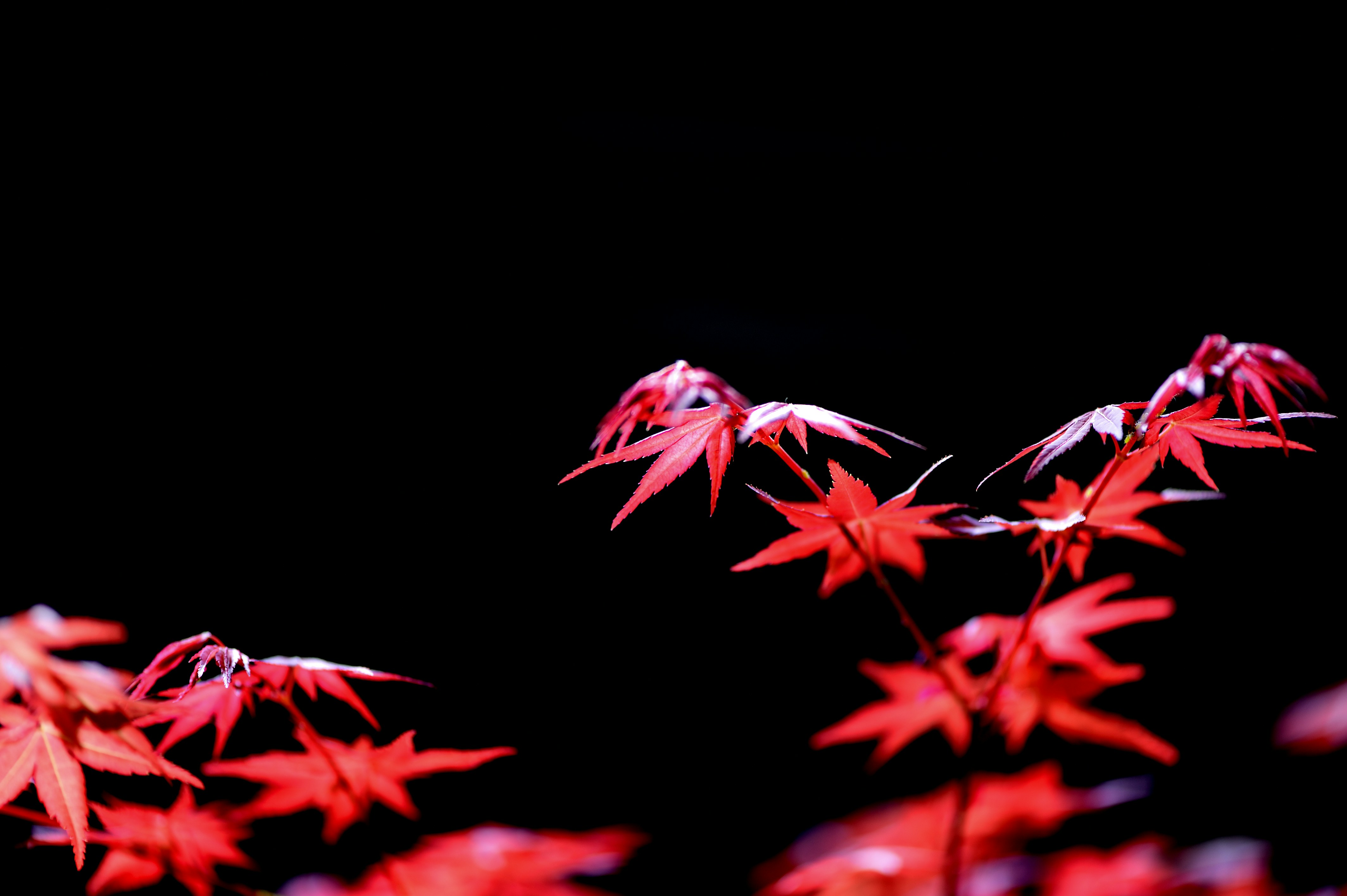 Photo by fan_world2020