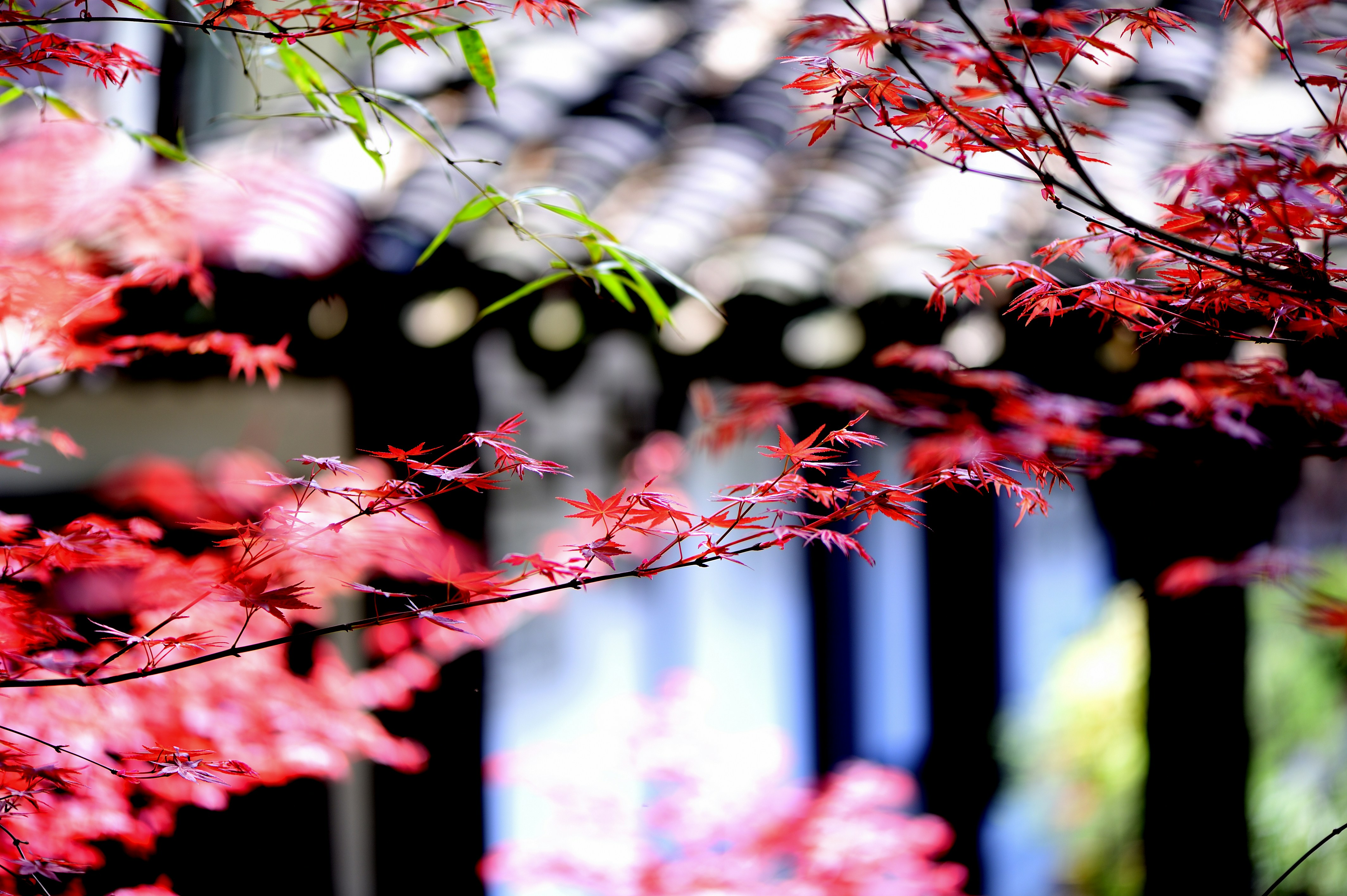 Photo by fan_world2020