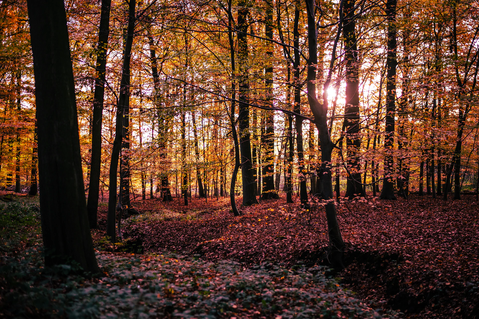 brown trees on forest during daytime