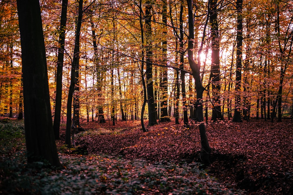 brown trees on forest during daytime