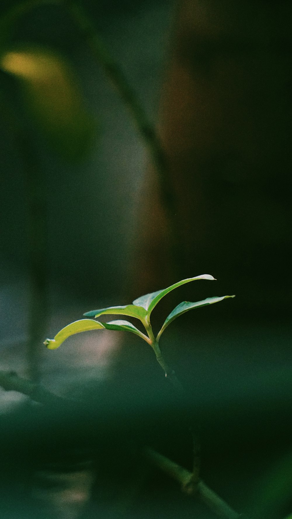 green leaf plant in close up photography