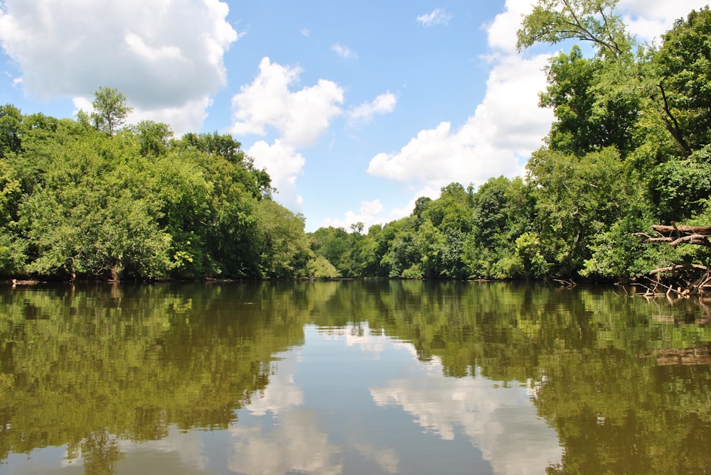 green trees beside lake under white clouds and blue sky during daytime