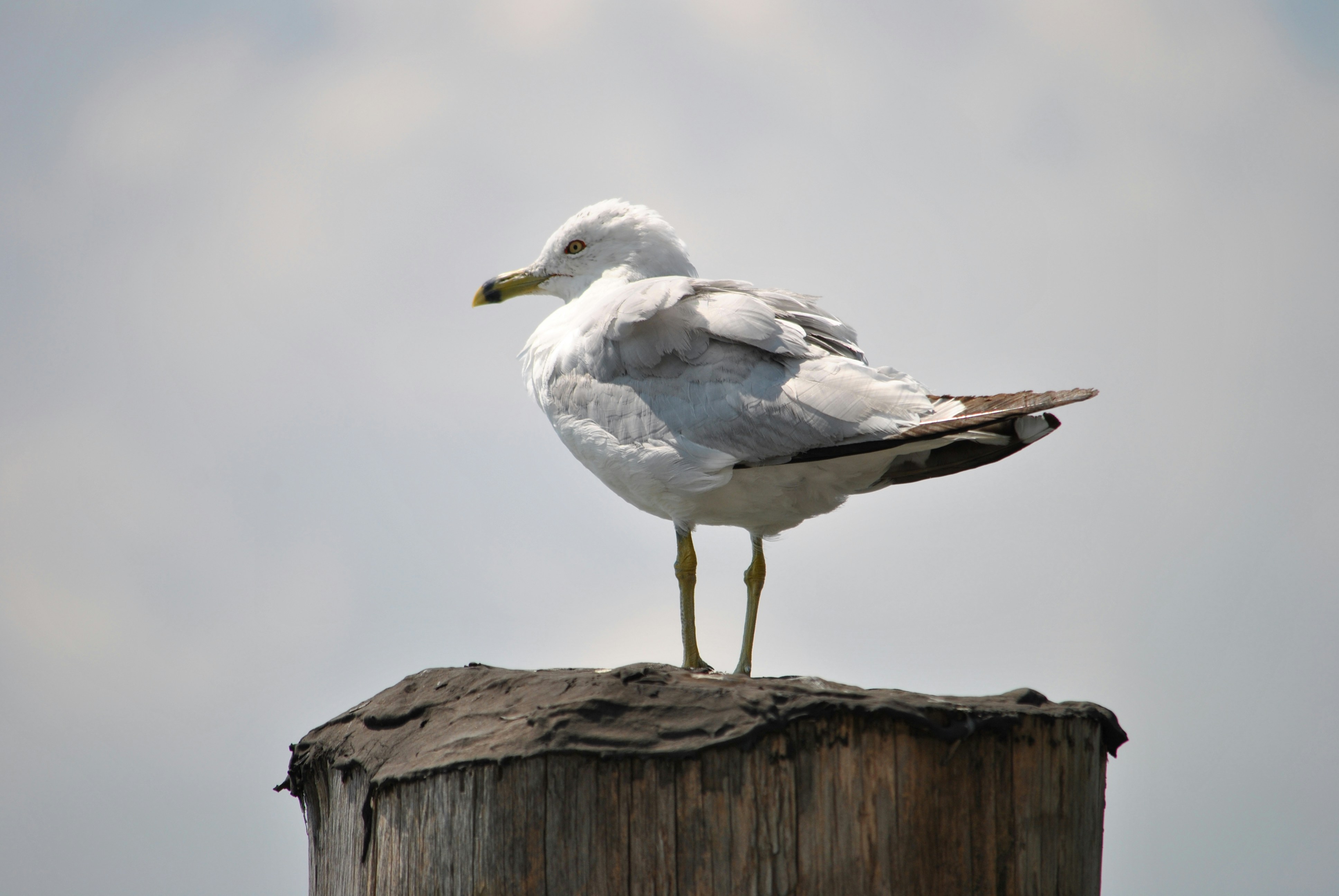 Photo by uncarvedblock123