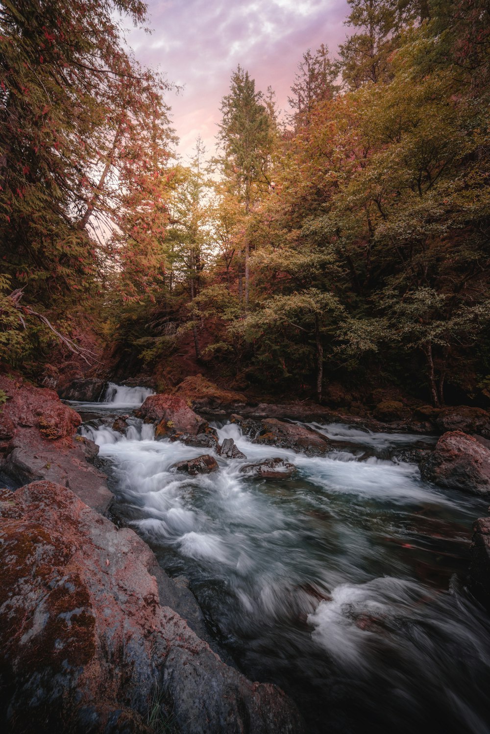 river in between trees during daytime