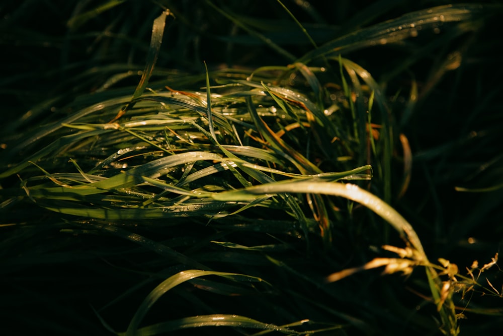 green grass in close up photography