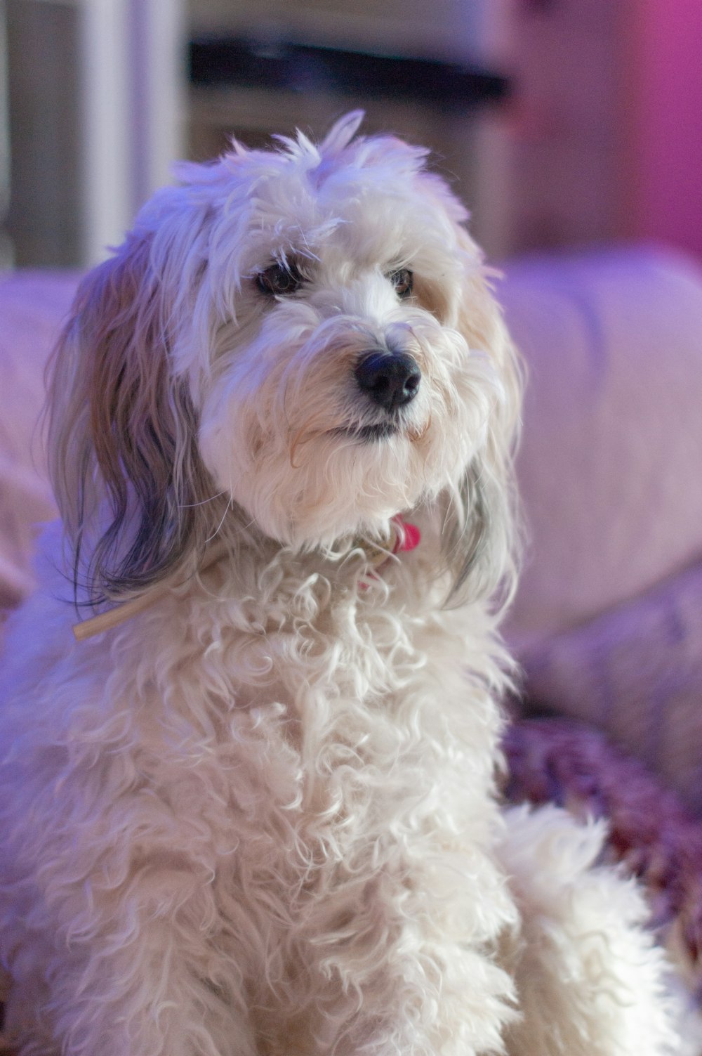 white and black long coated small dog