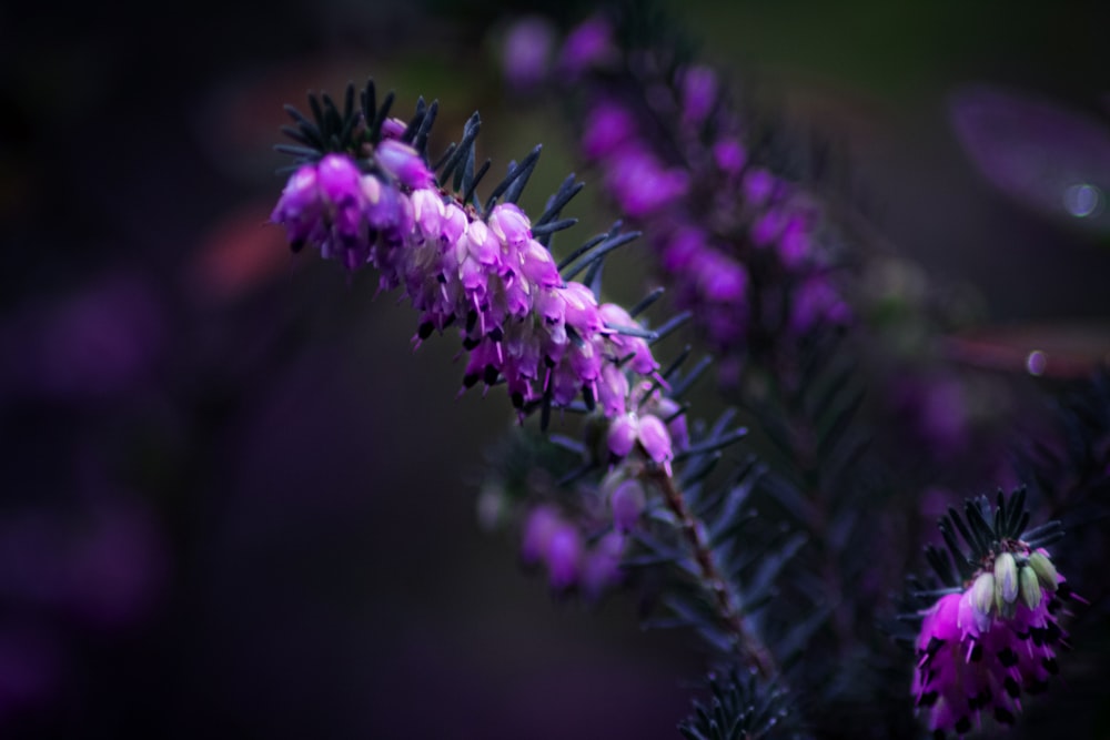 purple flower in tilt shift lens