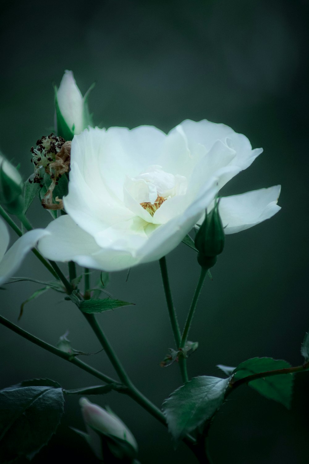 white flower with green leaves