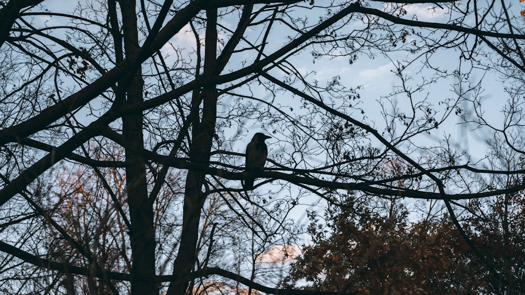 black bird on bare tree during daytime