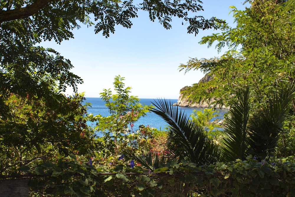 green palm trees near body of water during daytime