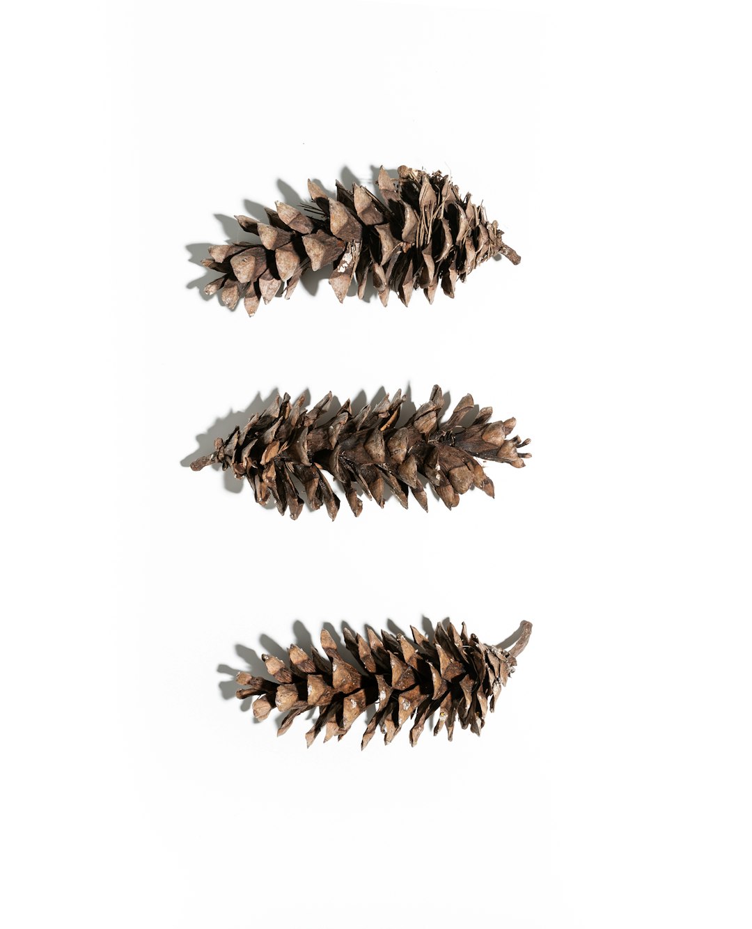 brown pine cone on white background