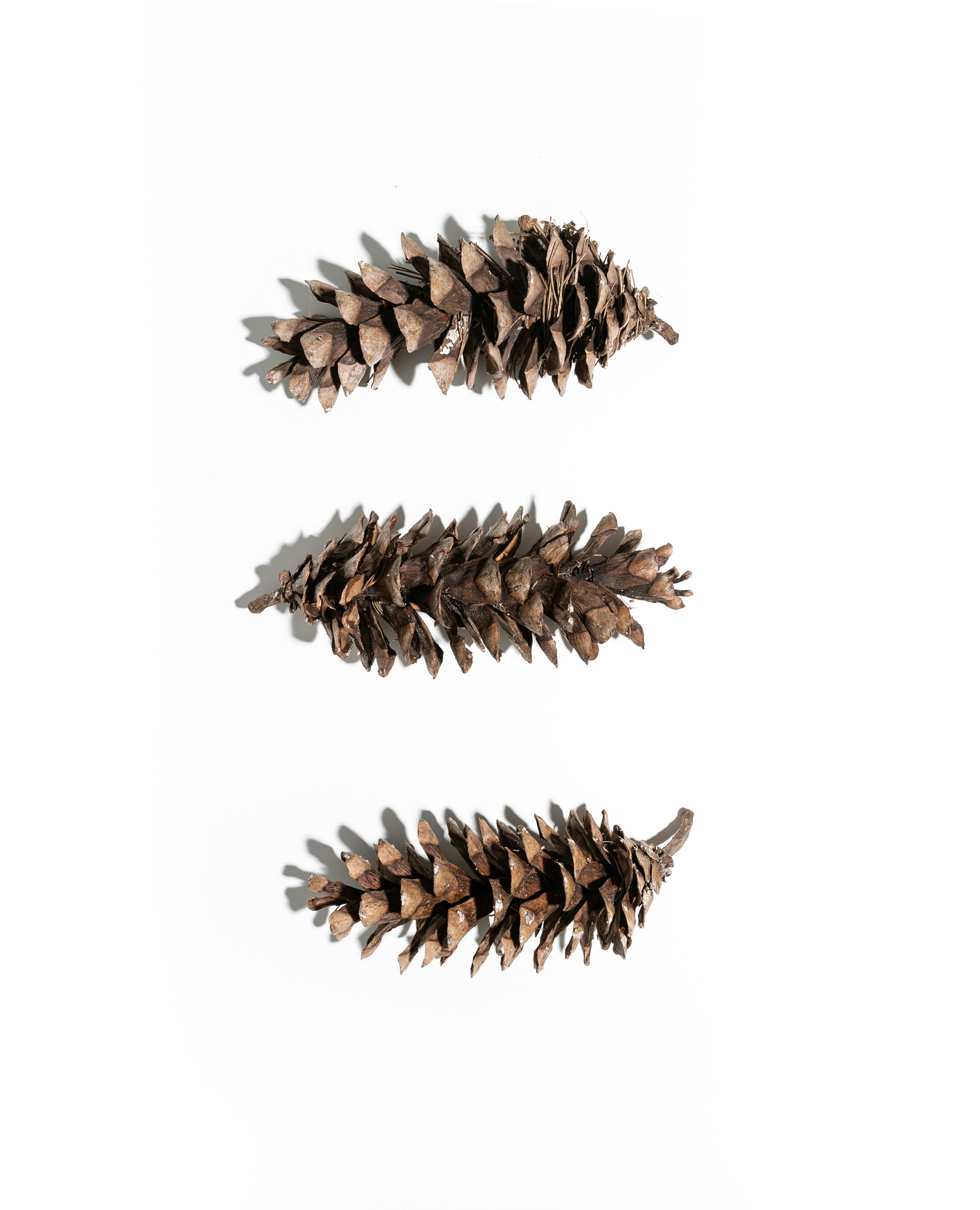 brown-pine-cone-on-white-background