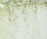 mold experts in west jordan