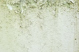 A close-up of a wall with peeling and cracked paint, revealing an aged and weathered texture beneath. Small patches of black mold can be seen amongst the layers of white and green paint.