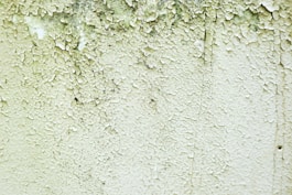 mold removal blue springs mo
