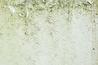 Picture of mold being carefully removed from a wall