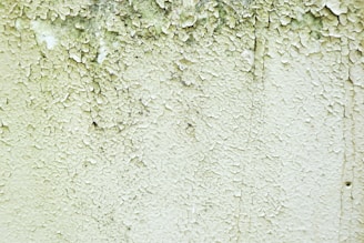 A close-up of a wall with peeling and cracked paint, revealing an aged and weathered texture beneath. Small patches of black mold can be seen amongst the layers of white and green paint.