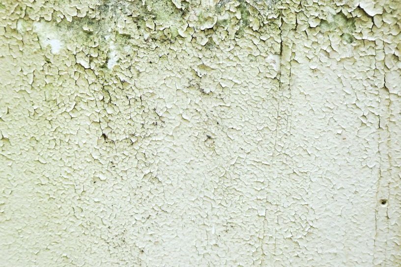 Close-up of a technician carefully removing mold from a damp wall in a residential home.