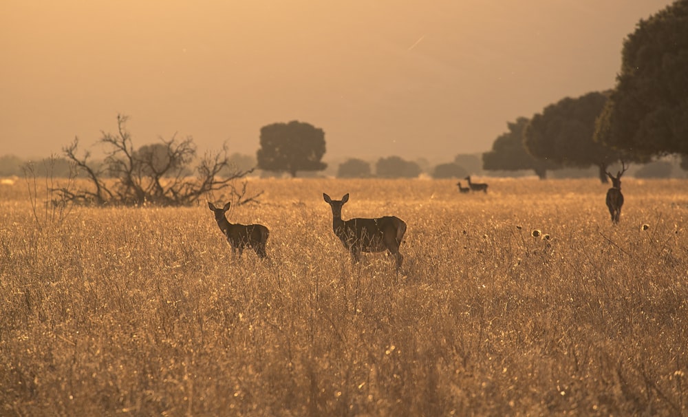 brown deer on brown grass field during daytime