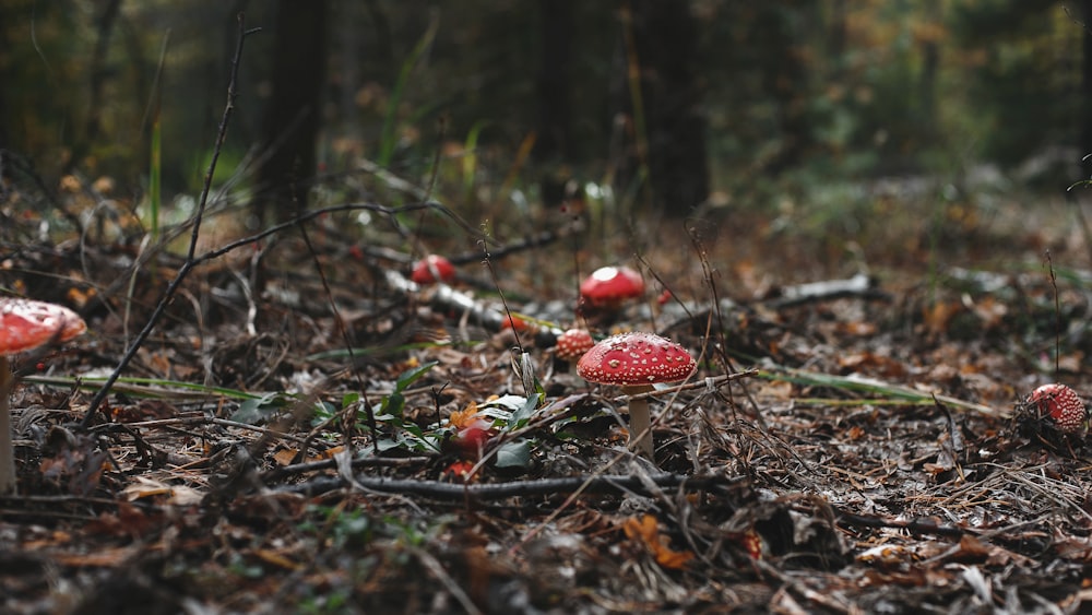 red and white mushroom on brown dried leaves