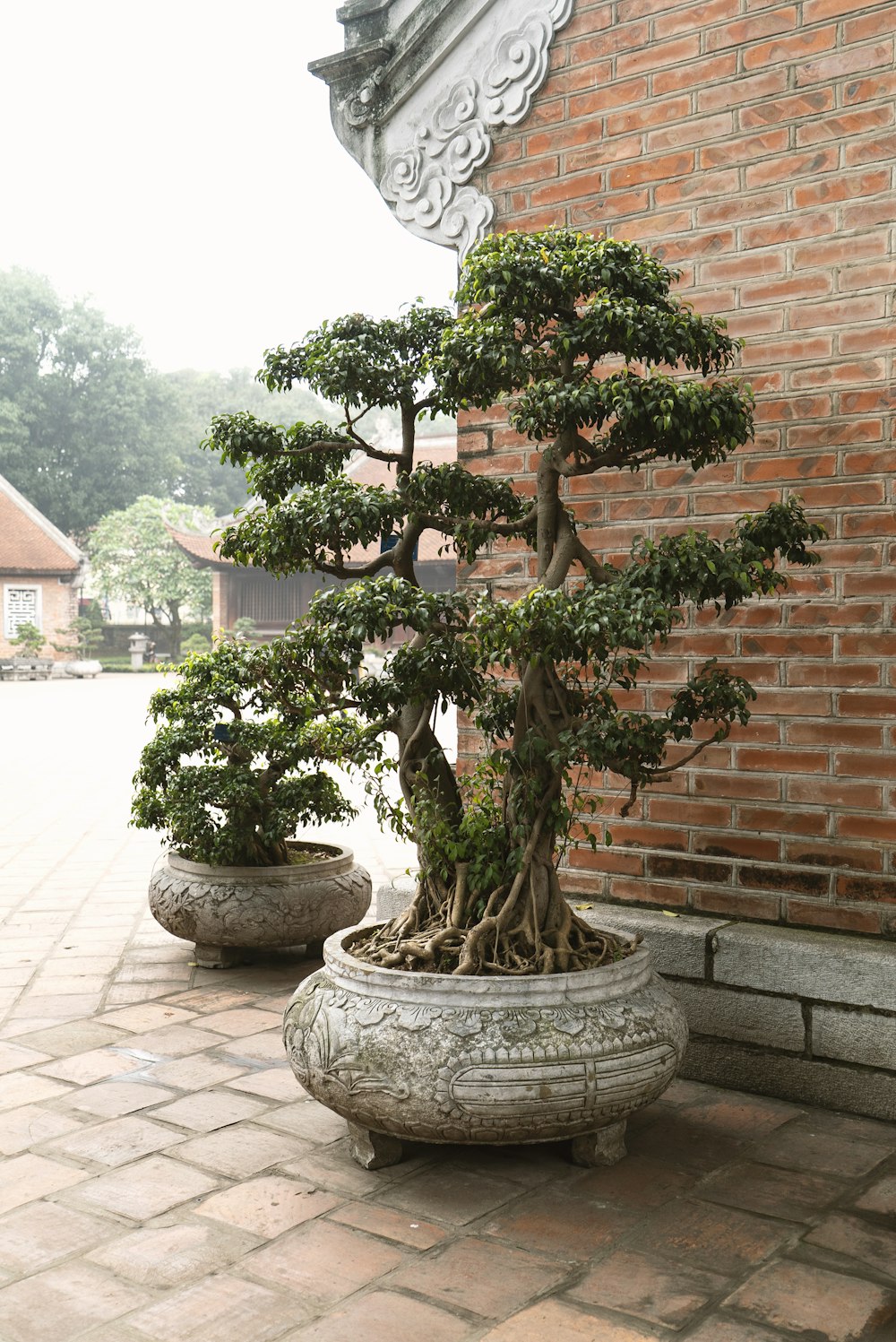 green and brown tree on white ceramic pot