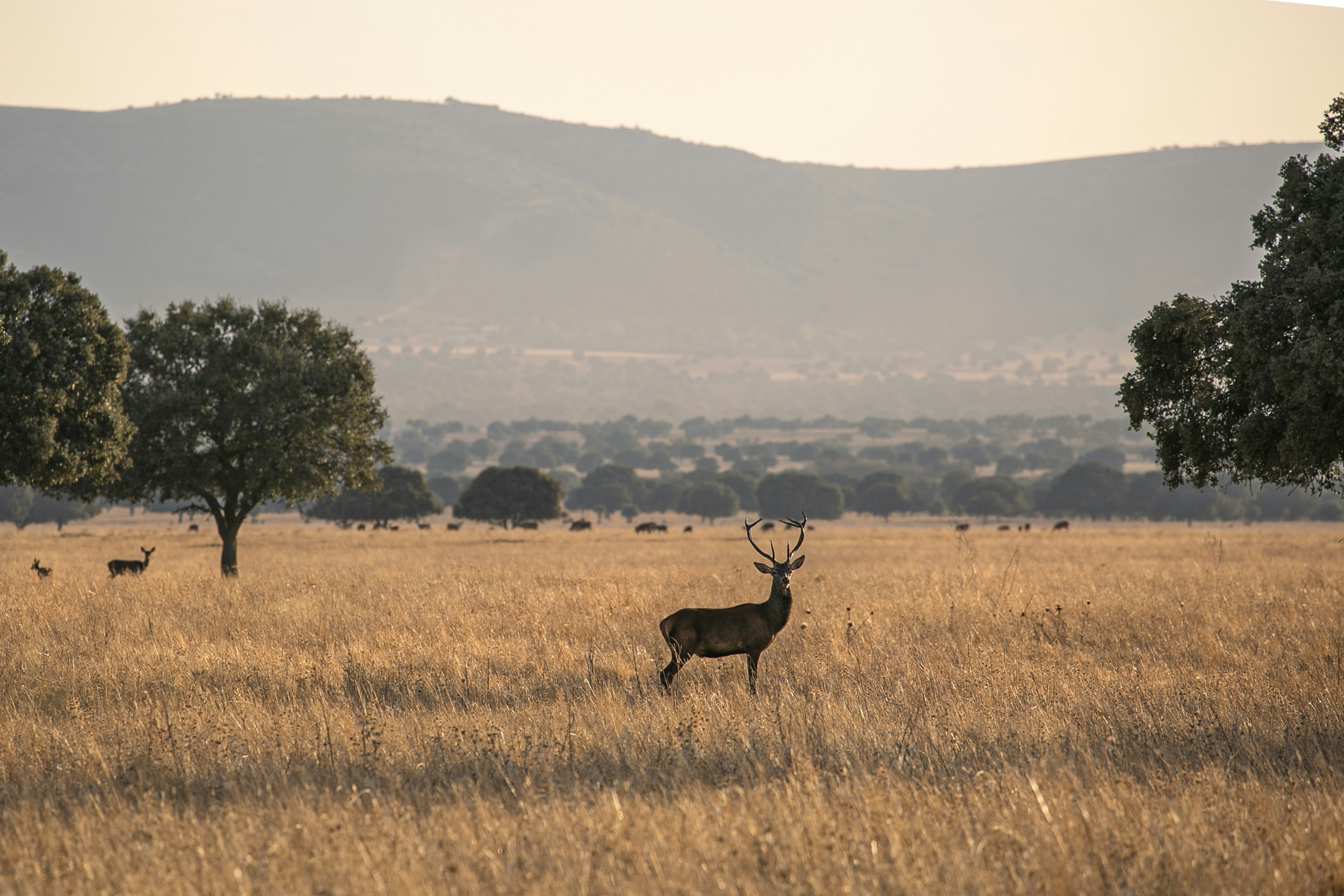 Safari Parque Nacional de Cabañeros en Castilla-La Mancha (Ciudad Real)