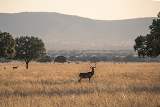 brown deer on brown grass field during daytime