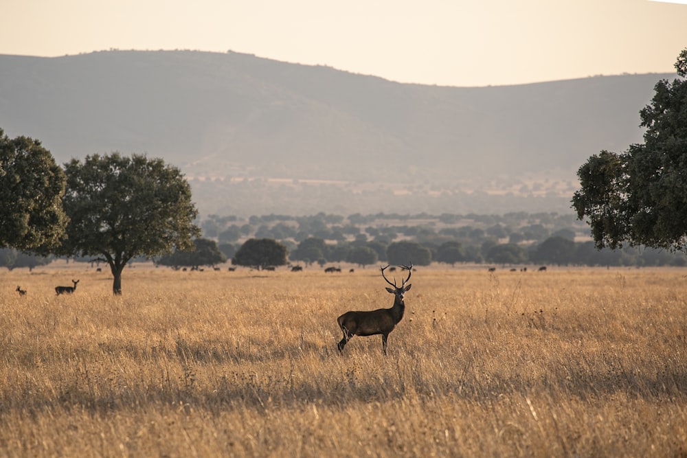 brown deer on brown grass field during daytime