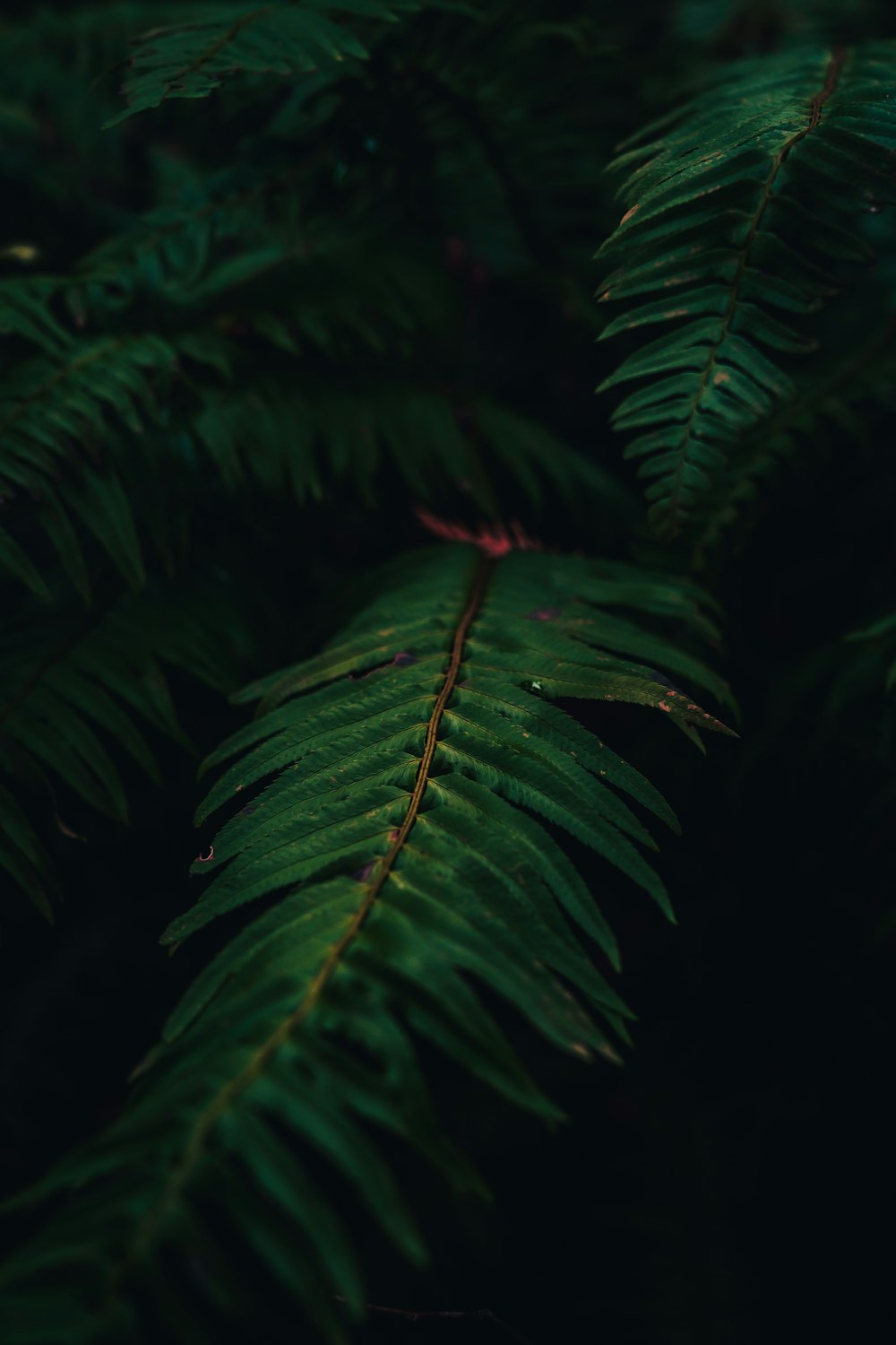 green fern plant in close up photography