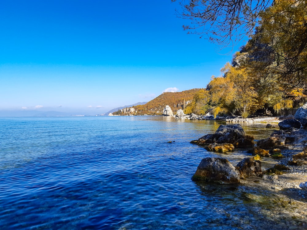 green trees near body of water during daytime