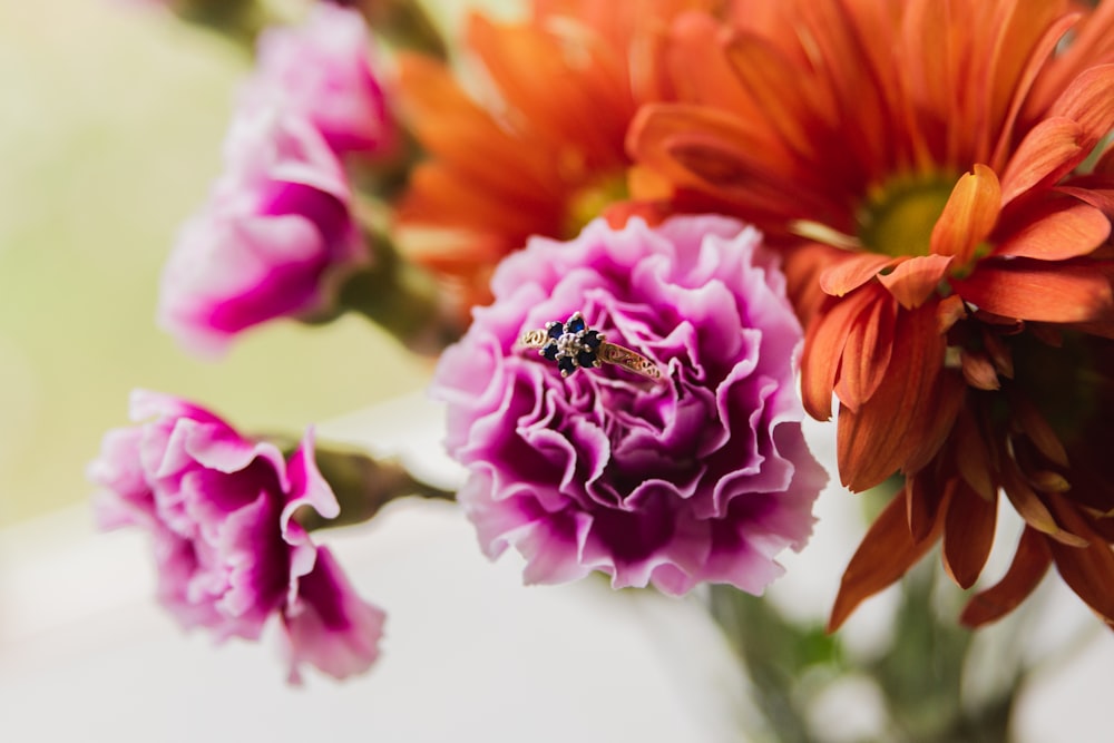 black and yellow bee on orange and purple flower