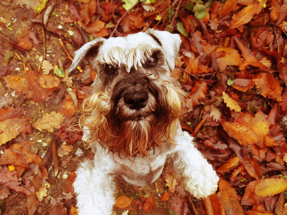 Petit chien à poil long blanc et brun sur feuilles séchées brunes